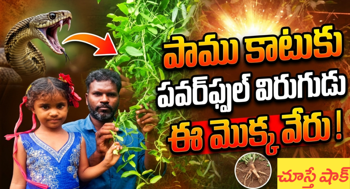 eswari chettu eswari plant uses