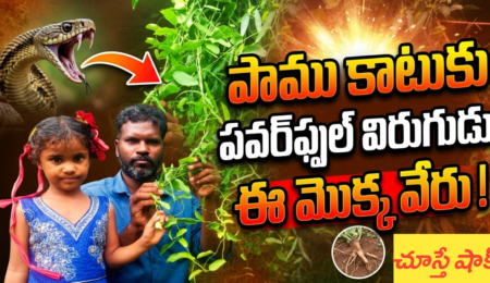 eswari chettu eswari plant uses