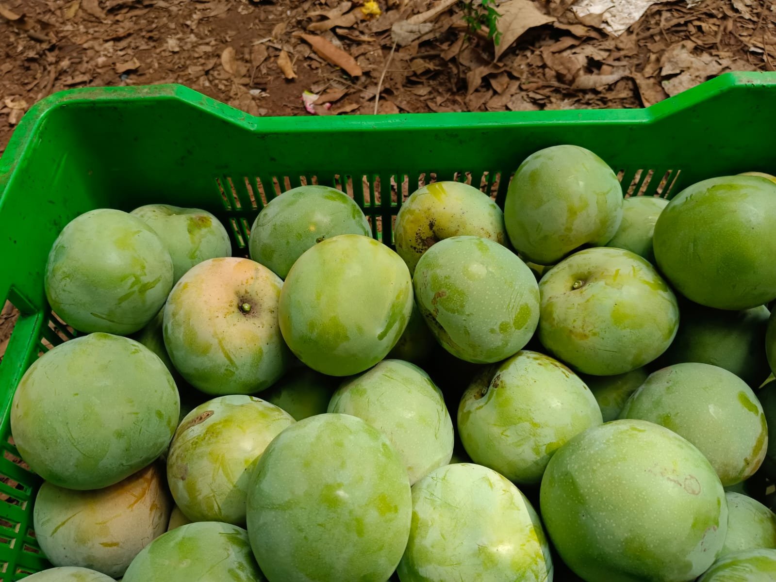 Mango For Sale, 1 Tone Price 30,000