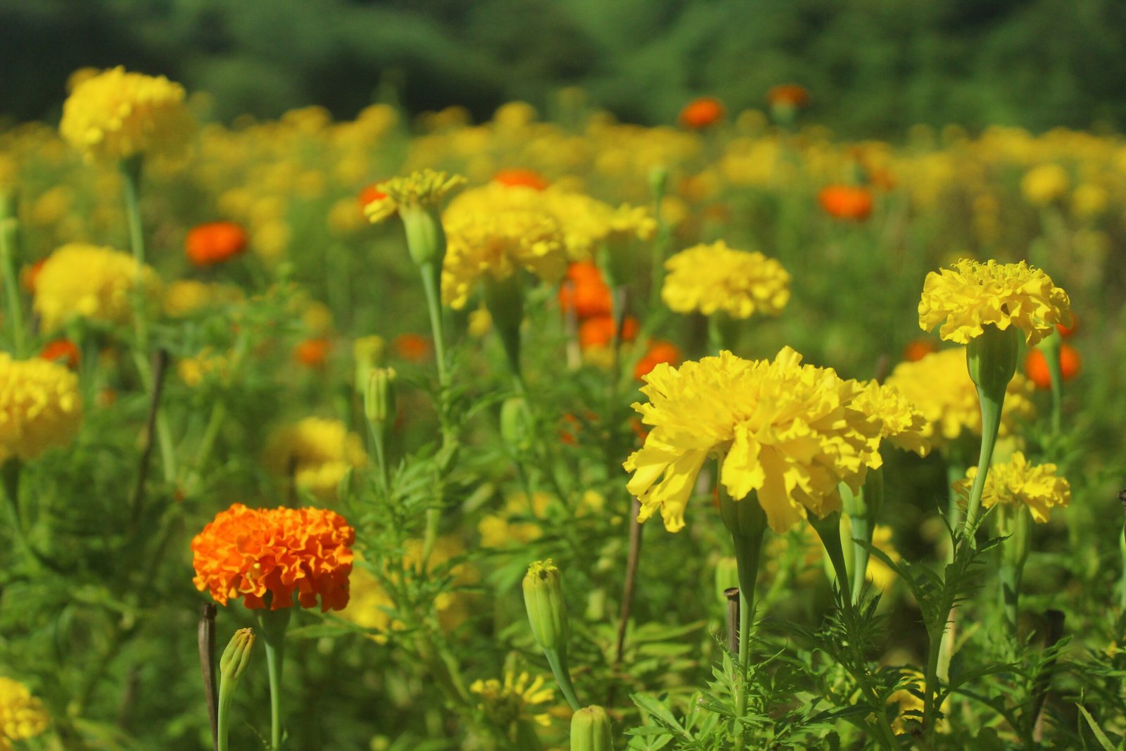 Land For Sale in Tirupati