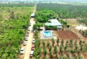 Premium sandalwood farmland project