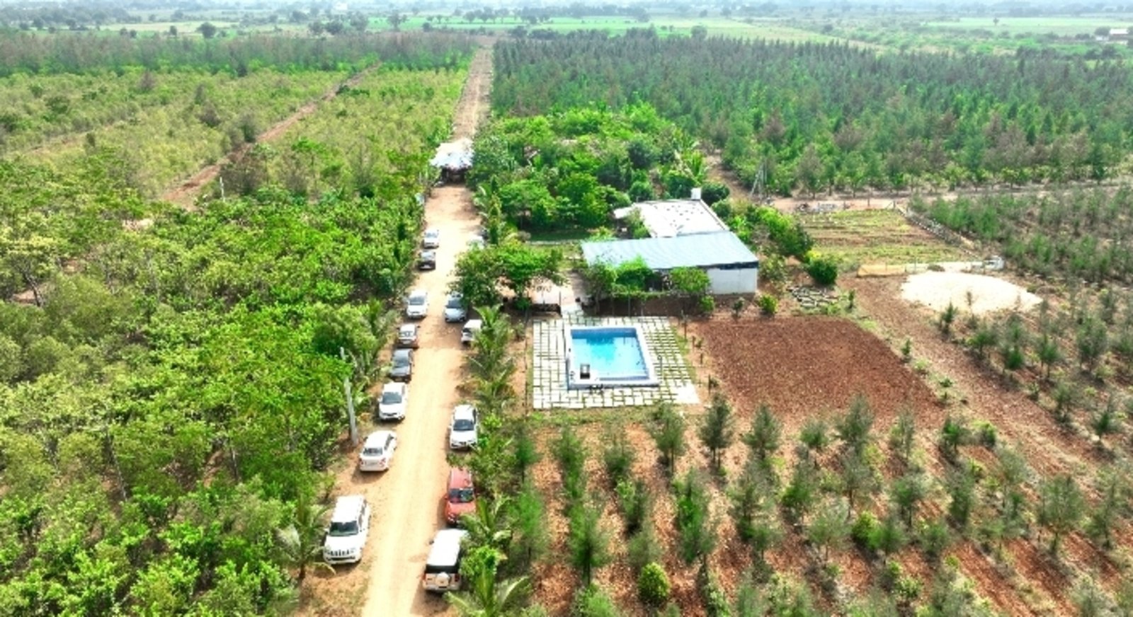 Premium sandalwood farmland project