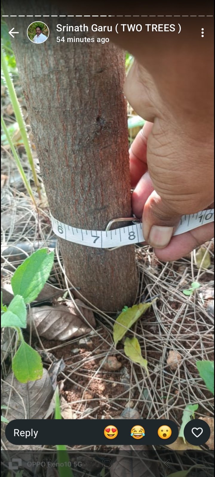 Premium sandalwood farmland project