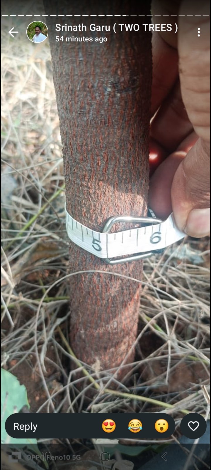 Premium sandalwood farmland project
