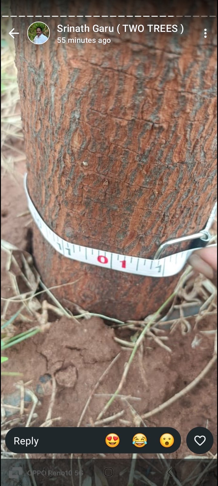 Premium sandalwood farmland project