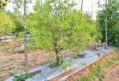 Plots for Sale in Tiruvuru | USM Infra Rush Greens Sandalwood Plots