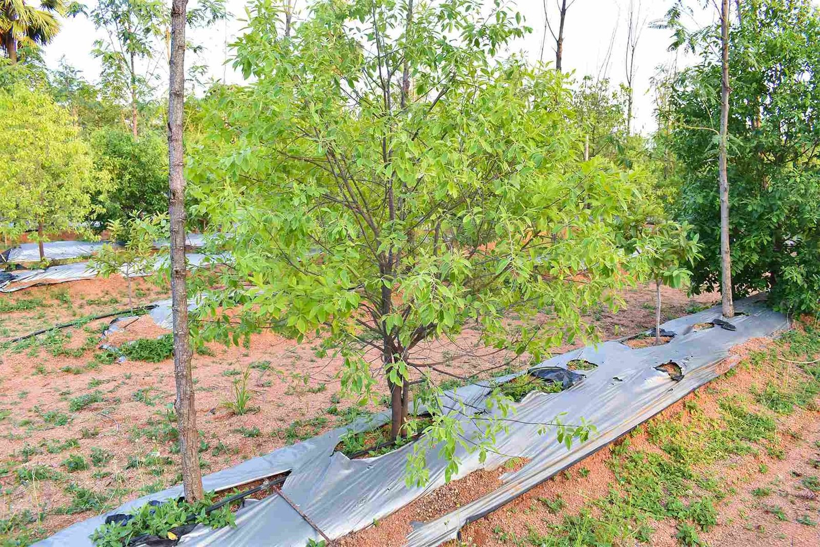 Plots for Sale in Tiruvuru | USM Infra Rush Greens Sandalwood Plots