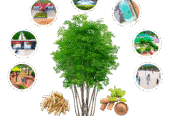 Plots for Sale in Tiruvuru | USM Infra Rush Greens Sandalwood Plots